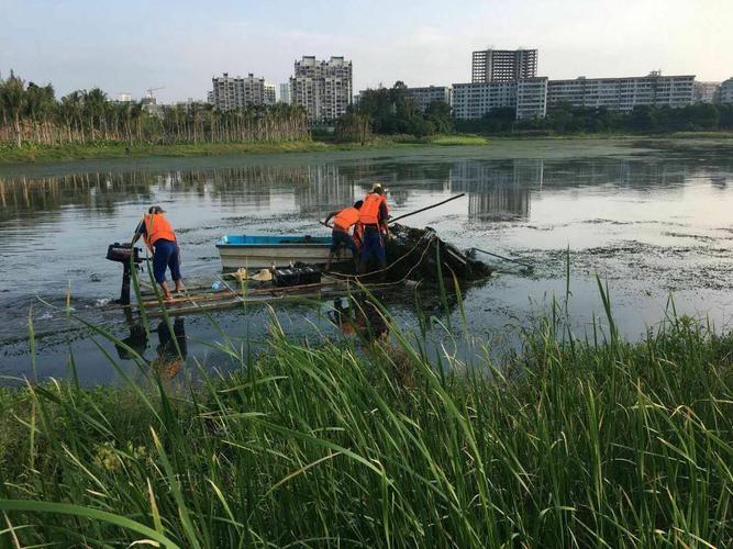 凤翔公园乾坤湖段水生态工人割沉水植被