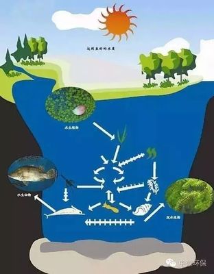 水环境生态修复六大技术汇聚 科技赋能绿水青山